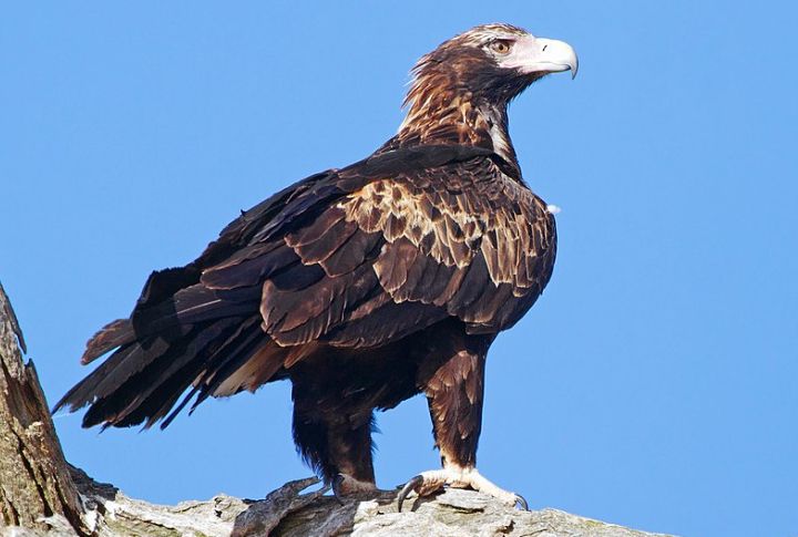 Wedge-Tailed Eagle