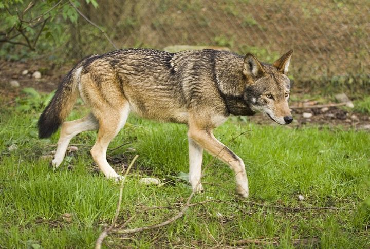 Red Wolf