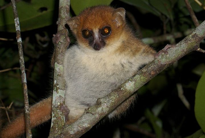 Pygmy Mouse Lemur