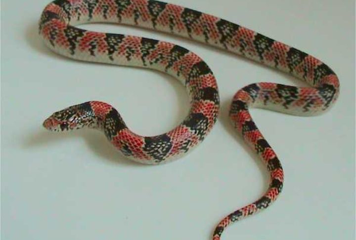 Long-Nosed Snake (Rhinocheilus lecontei)