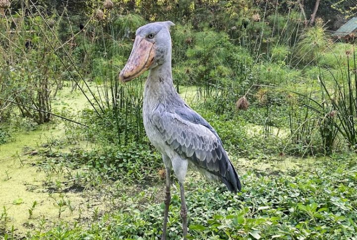 Shoebill Stork
