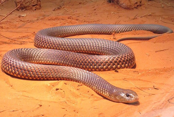 Eastern Brown Snake