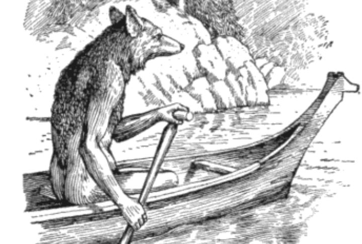 Coyote