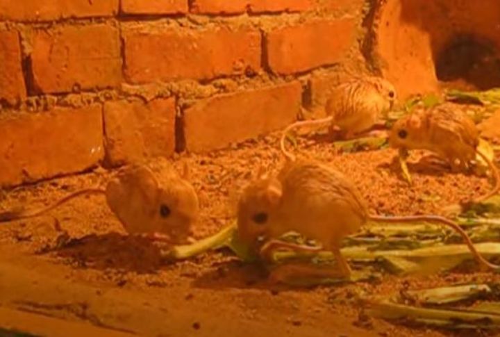 Baluchistan Pygmy Jerboa