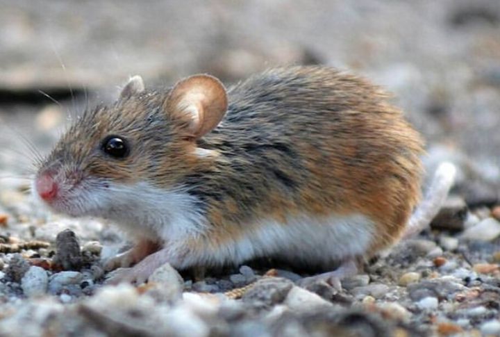 African Pygmy Mouse