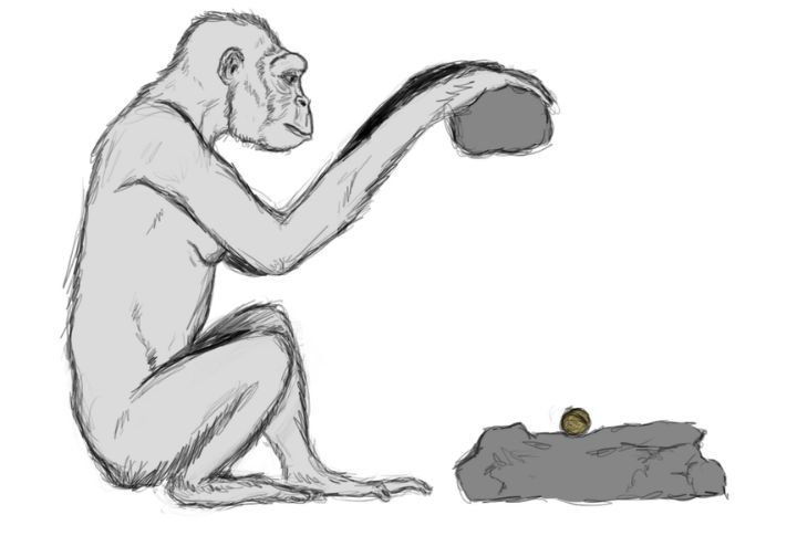Ardipithecus Ramidus