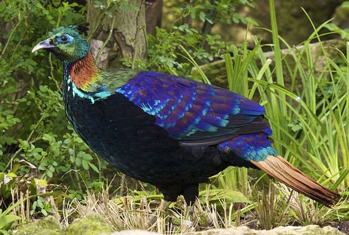 Himalayan Monal