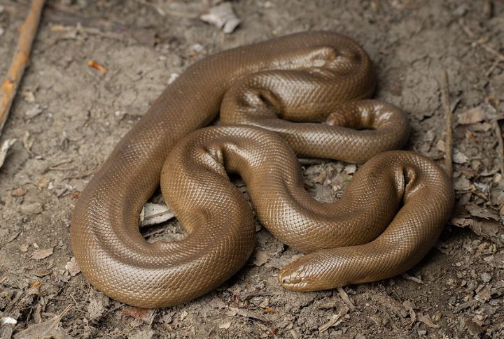 Rubber Boa (Charina bottae)