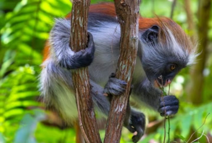 Zanzibar Red Colobus