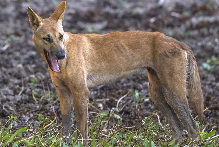 Dingo