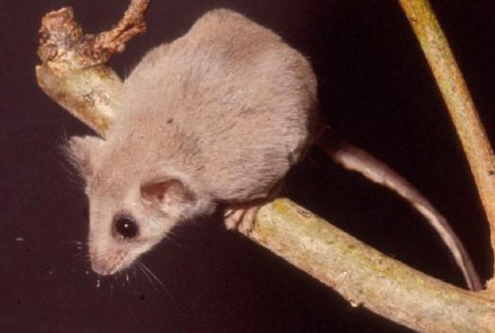 Feathertail Glider