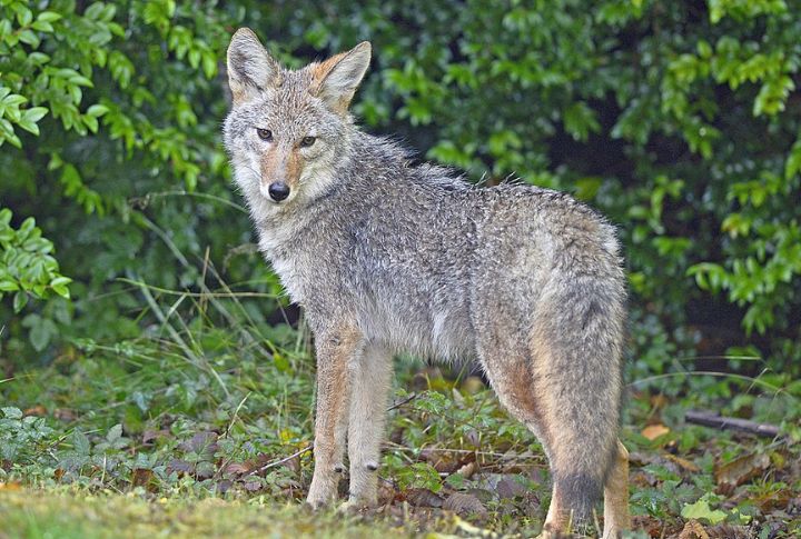 Unlawful Hunting And Poaching