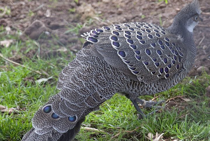 Gray Peacock-Pheasant