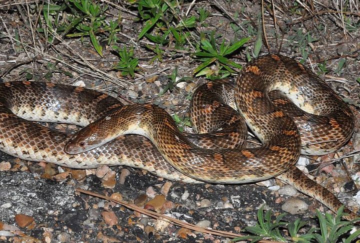California Glossy Snake (Arizona elegans occidentalis)