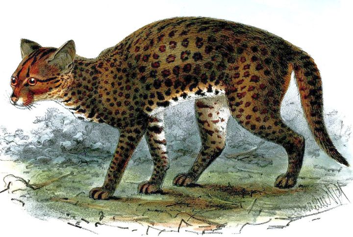 African Golden Cat