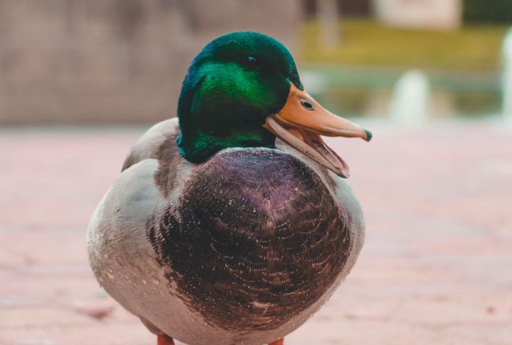 “A Duck’s Quack Doesn’t Echo”