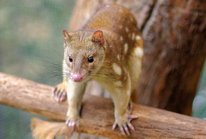 Spotted-Tail Quoll