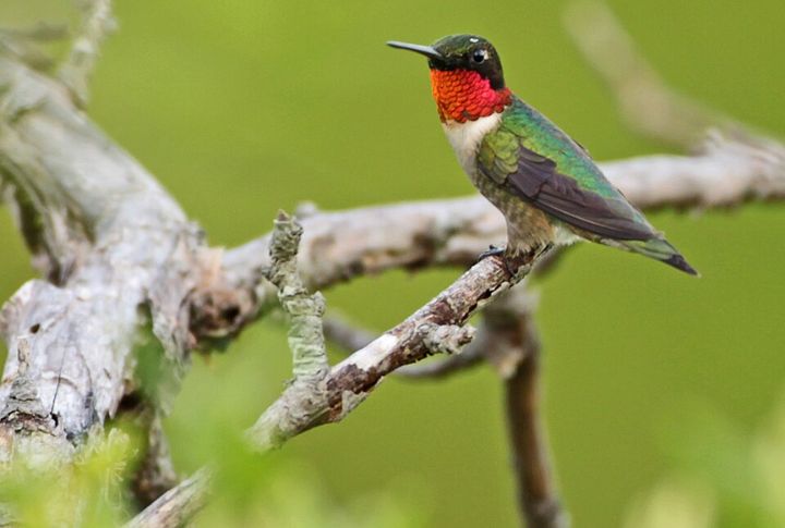 Ruby-Throated Hummingbird