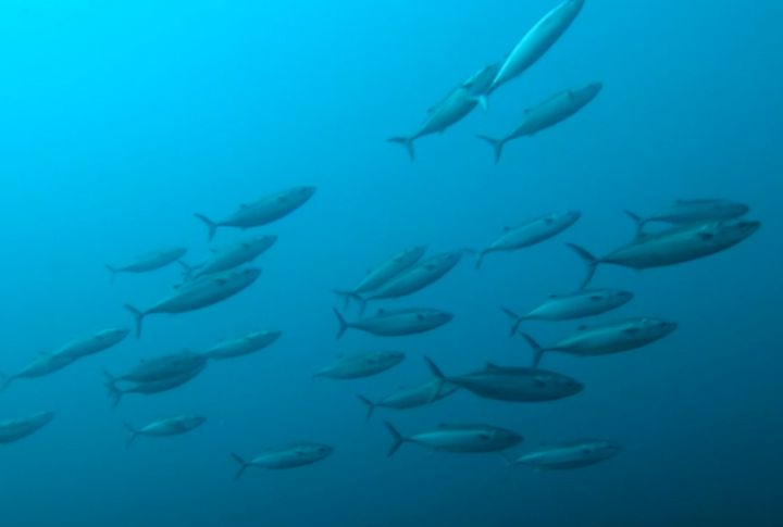 Bonito