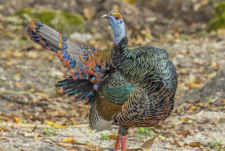 Ocellated Turkey
