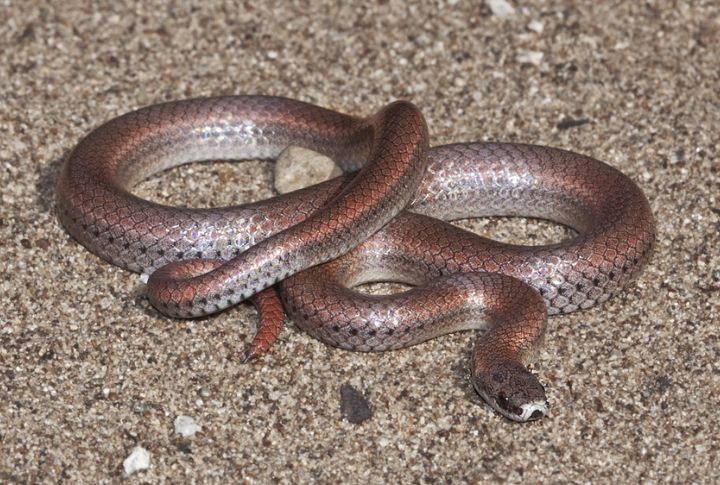Sharp-Tailed Snake (Contia tenuis)