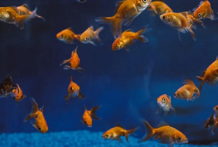 “Goldfish Have A Three-Second Memory”