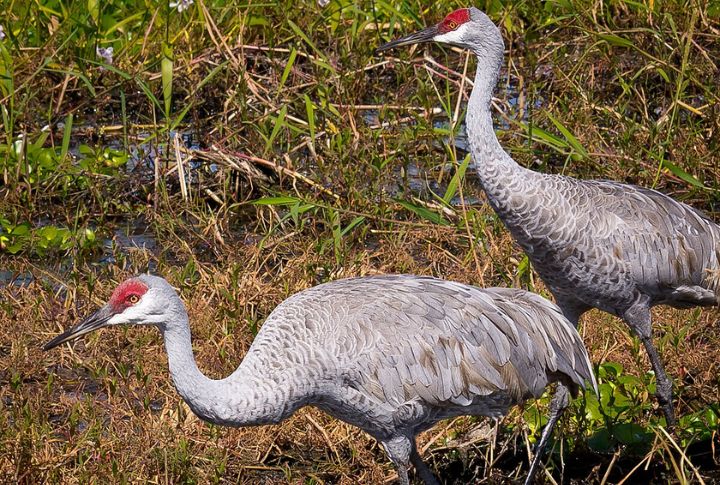 Sandhill Crane