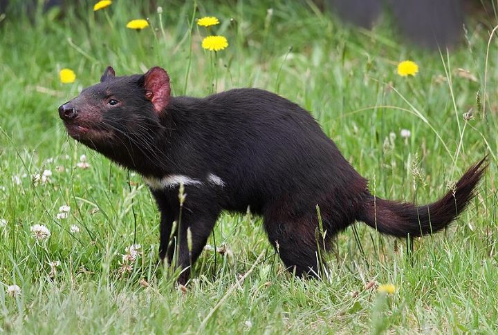 Tasmanian Devil