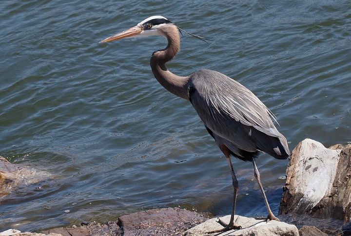 Great Blue Heron