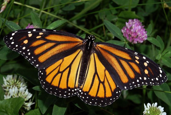Monarch Butterfly