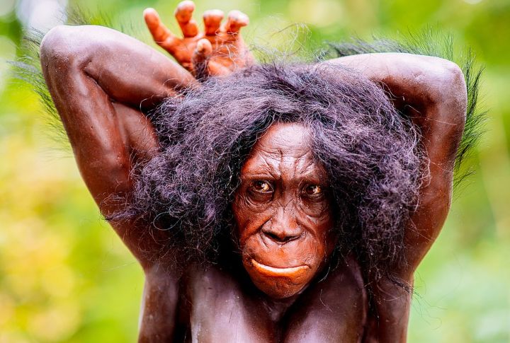 Australopithecus Sediba