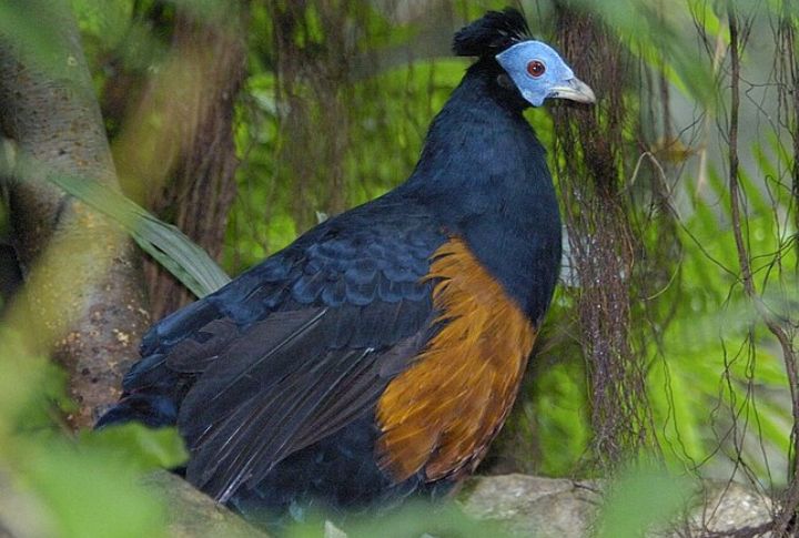 Crested Fireback