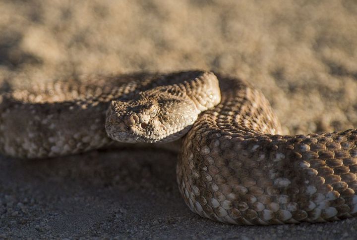 Speckled Rattlesnake (Crotalus mitchellii)