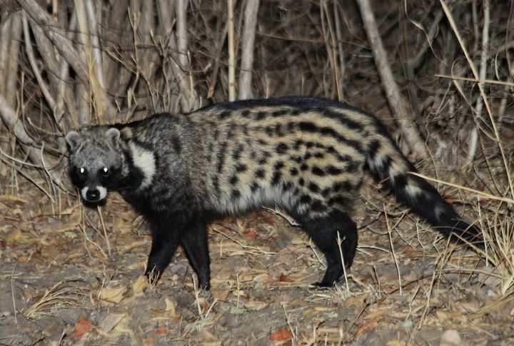 African Civet