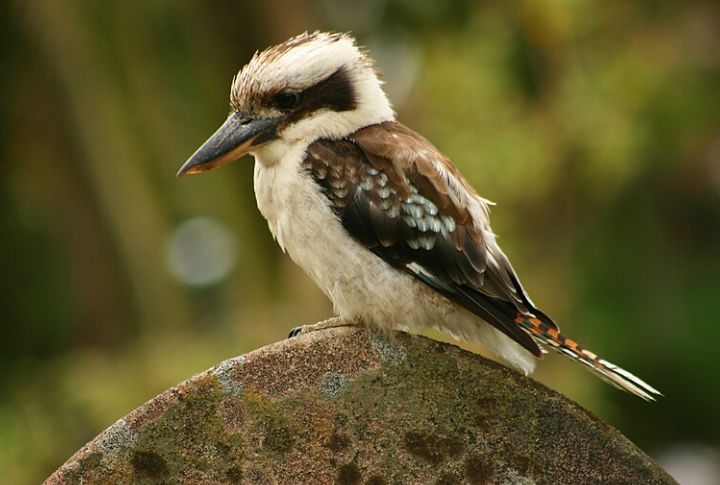 Laughing Kookaburra