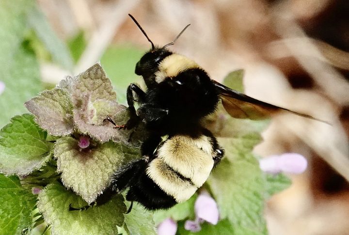 American Bumblebee
