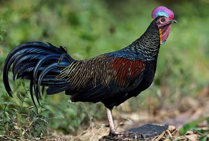 Green Junglefowl