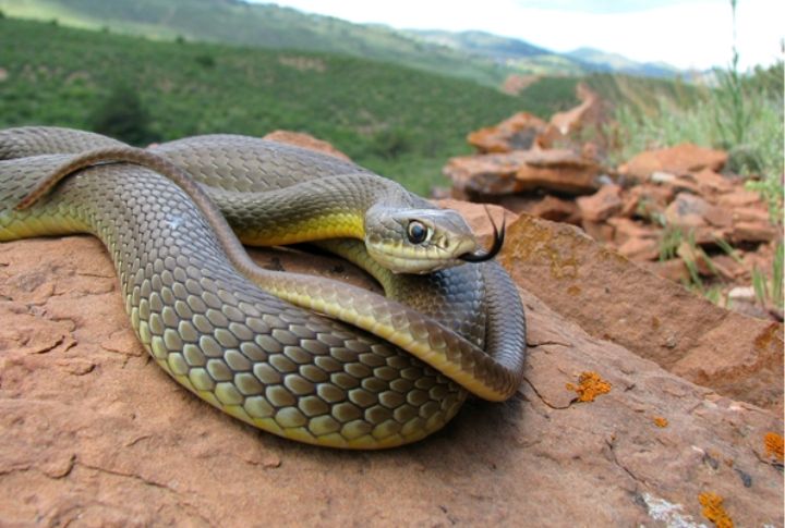 Western Yellow-Bellied Racer (Coluber constrictor mormon)