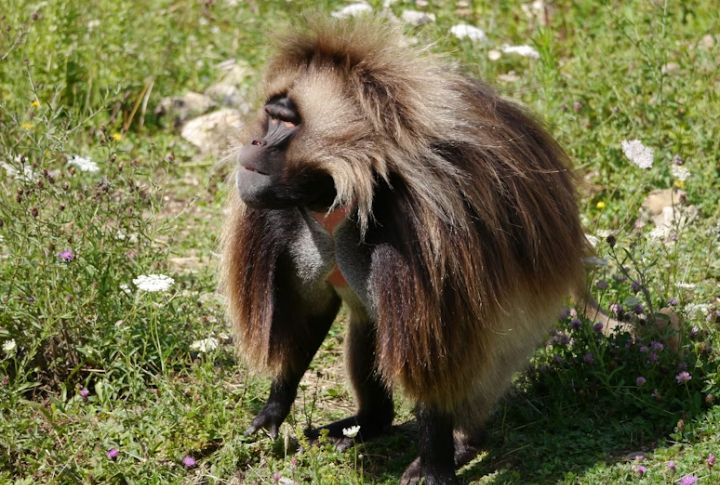 Gelada Monkey