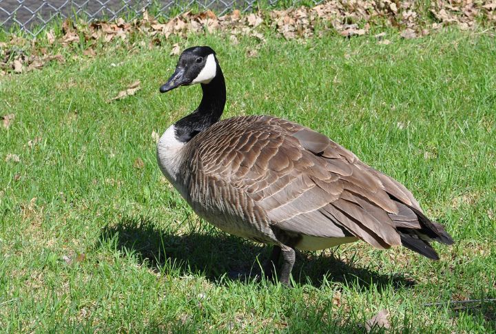 Canada Goose
