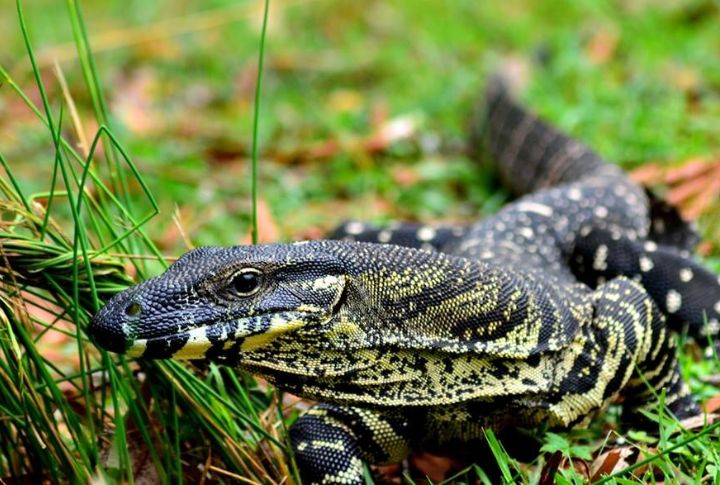 Lace Monitor
