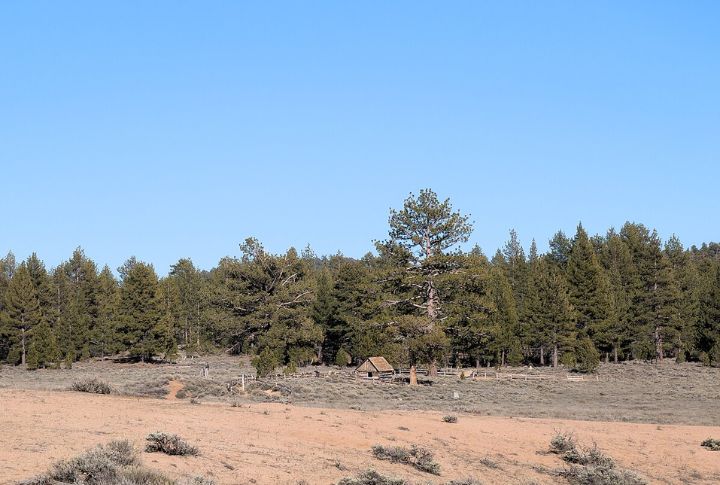 Gold Fever's Role In Deforestation Around Shasta