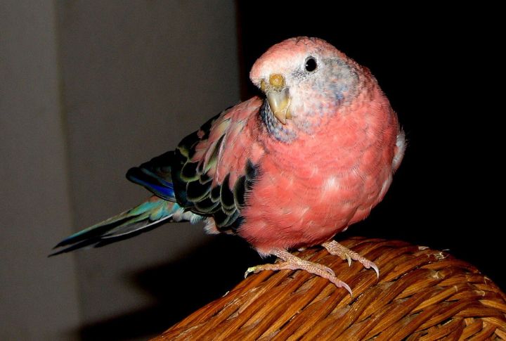 Bourke’s Parakeet