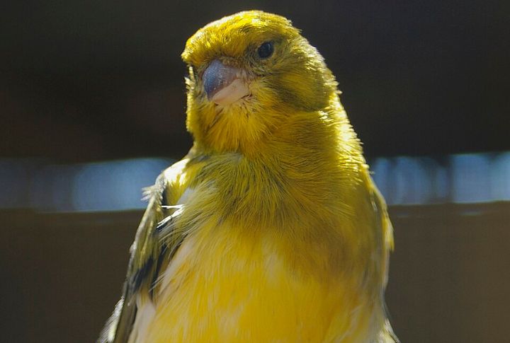 Canary