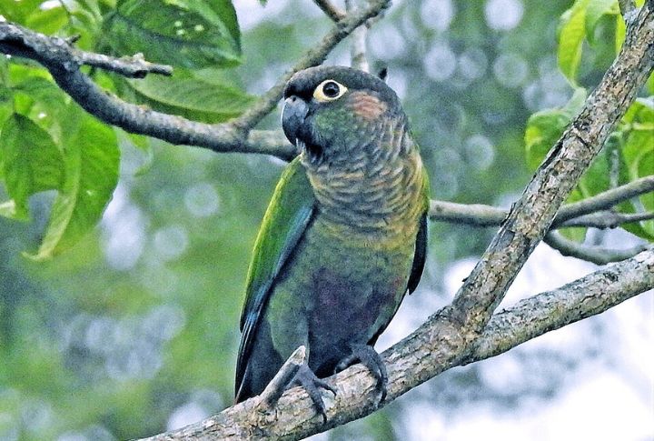 Green-Cheeked Conure
