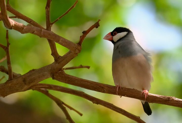 Java Rice Finch
