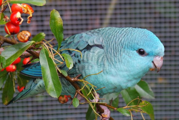 Lineolated Parakeet (Linnie)
