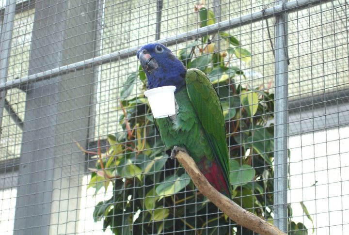 Pionus Parrot