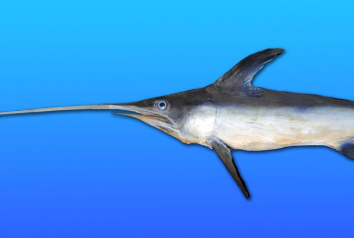 Swordfish