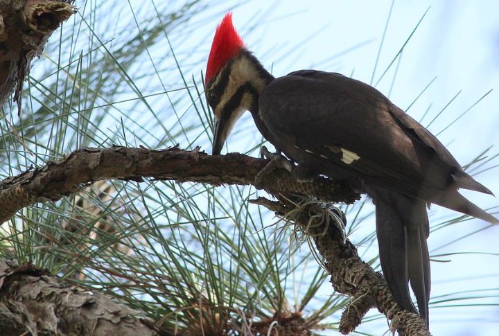 Pileated Woodpecker